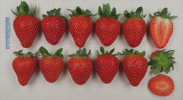 Variété de fraise : Duchesse